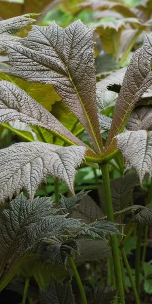 RODGERSIA Podophylla - Image 2