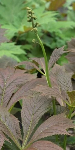RODGERSIA Podophylla