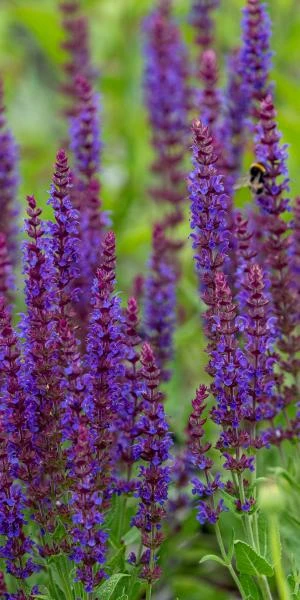 SALVIA Nemorosa 'Ostfriesland' - Image 2