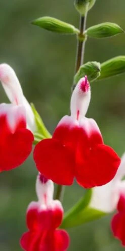 SALVIA 'Hot Lips'