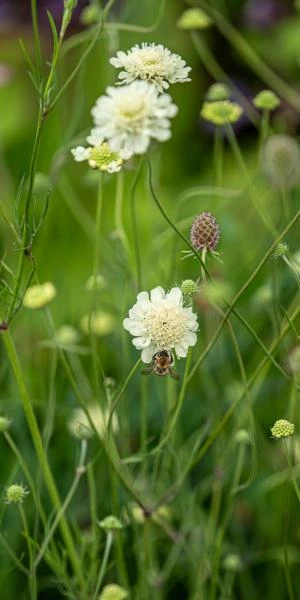 SCABIOSA Columbaria Ssp. Ochroleuca - Image 2