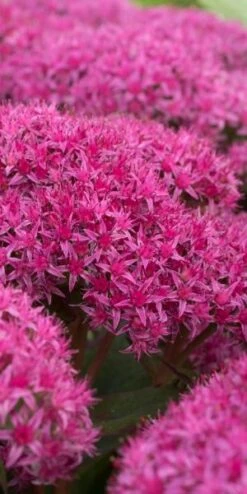 HYLOTELEPHIUM 'Carl'