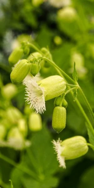 SILENE Fimbriata - Image 3