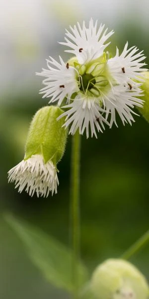 SILENE Fimbriata - Image 2