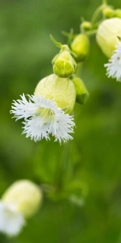 SILENE Fimbriata