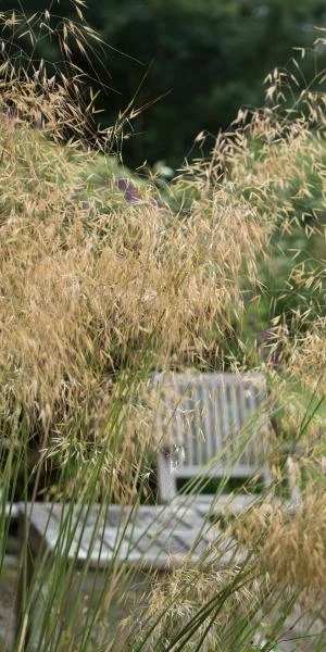 STIPA Gigantea - Image 2