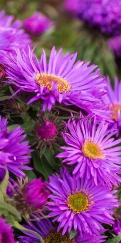 SYMPHYOTRICHUM Novae-belgii 'Purple Dome'