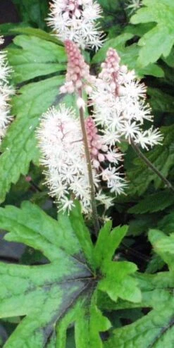 TIARELLA 'Pink Skyrocket' PBR