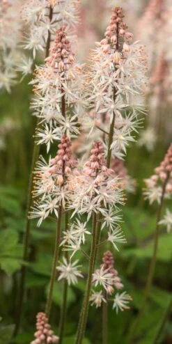 TIARELLA 'Spring Symphony' PBR