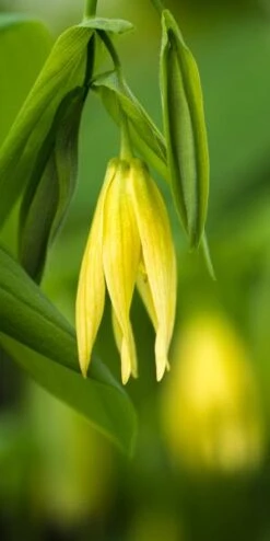 UVULARIA Perfoliata