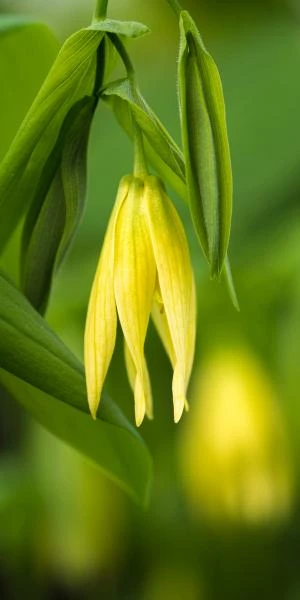 UVULARIA Perfoliata