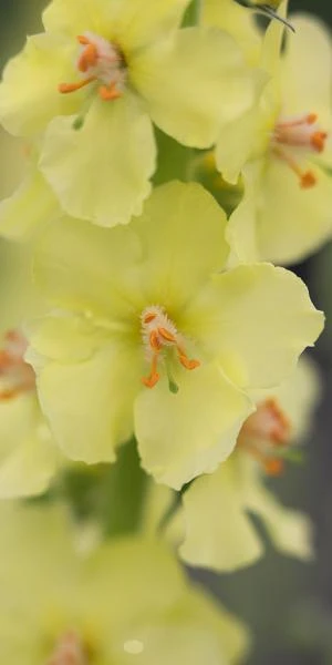 VERBASCUM (Cotswold Group) 'Gainsborough' - Image 3