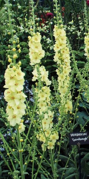 VERBASCUM (Cotswold Group) 'Gainsborough' - Image 2