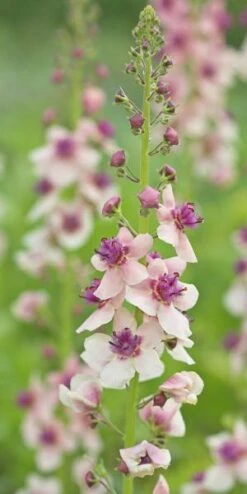 VERBASCUM 'Hardy's Blush'