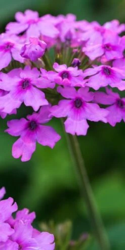 GLANDULARIA 'Seabrook's Lavender' PBR