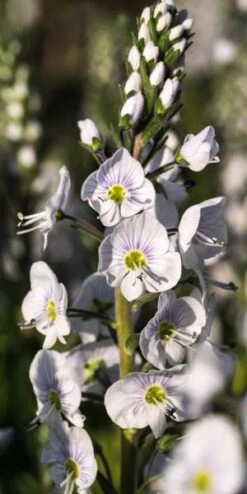 VERONICA Gentianoides 'Tissington White'